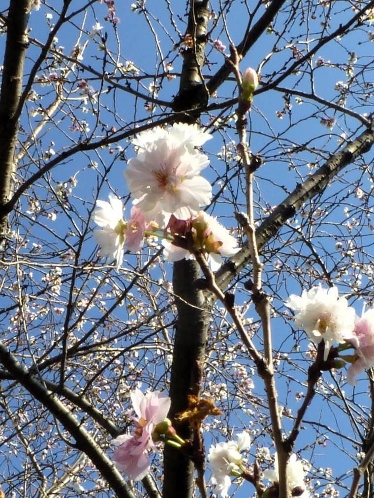 Cherry-Blossom-Tokyo-Japan-760